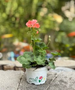 גרניום זקוף