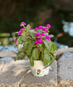 גומפרנה ע.12