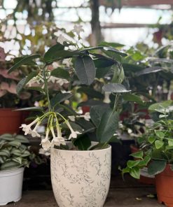 עציץ קרמיקה פייזלי אפור