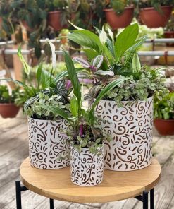 קוקטייל הרמוניה ירוקה