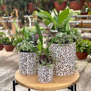 קוקטייל הרמוניה ירוקה