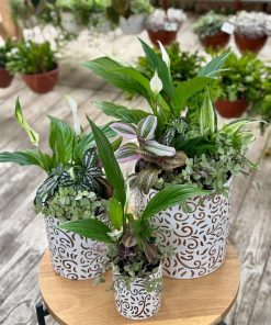 קוקטייל הרמוניה ירוקה