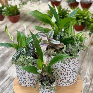 קוקטייל הרמוניה ירוקה