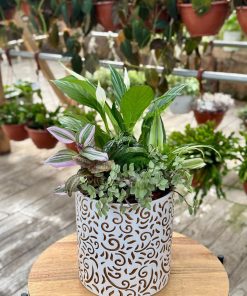 קוקטייל הרמוניה ירוקה