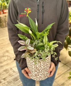 קוקטייל הרמוניה ירוקה גדול