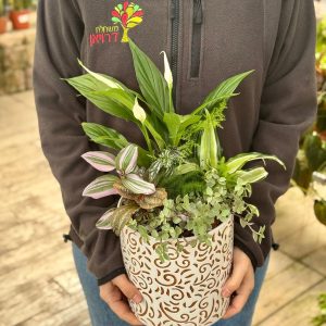 קוקטייל הרמוניה ירוקה גדול