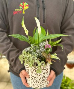 קוקטייל הרמוניה ירוקה בינוני