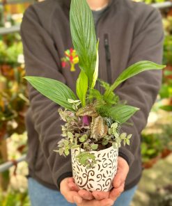 קוקטייל הרמוניה ירוקה קטן