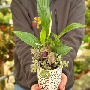 קוקטייל הרמוניה ירוקה קטן