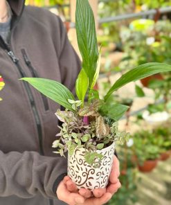 קוקטייל הרמוניה ירוקה קטן