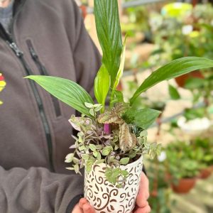 קוקטייל הרמוניה ירוקה קטן