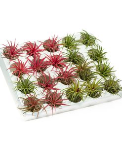 Alternative view of צמח אוויר