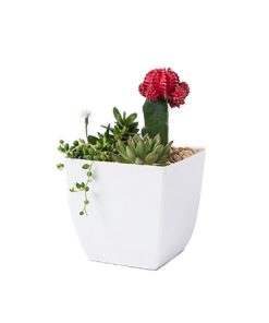 קוקטייל קקטוסים קטן