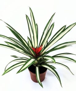 גוזמניה מגוונת ע.12