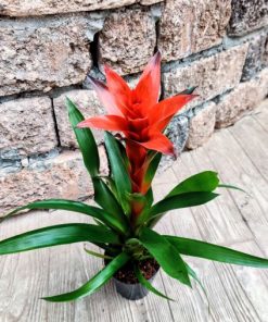 גוזמניה גבוה ע.12