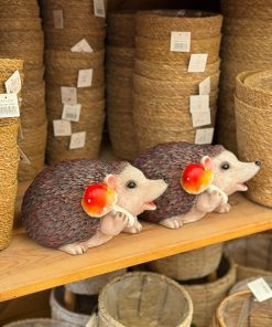 קיפודים לנוי