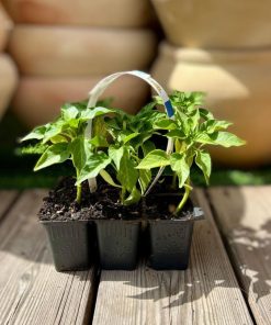 שישיית שתילי פלפל