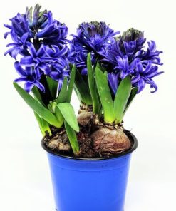 Alternative view of יקינטון