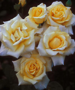 גולדן פנטזי