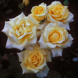 גולדן פנטזי