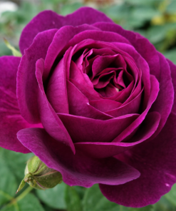 טווילייט זון