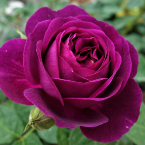 טווילייט זון