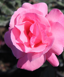 קווין אליזבת