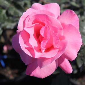 קווין אליזבת