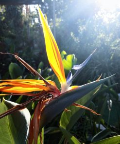 Alternative view of ציפור גן עדן