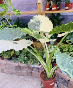 אלוקסיה מקורזיה מגוונת 10 ליטר