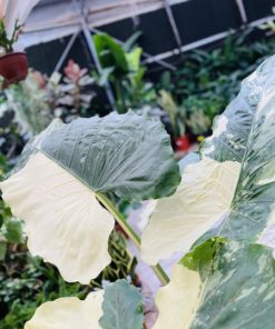 אלוקסיה מקורזיה מגוונת 10 ליטר