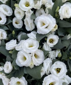 ליזיאנטוס ע.12