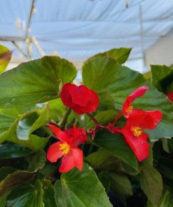 ביגוניה דרגון ע.14