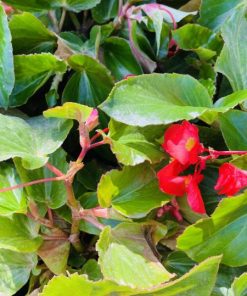 ביגוניה דרגון ע.14