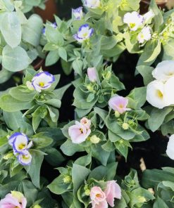 ליזיאנטוס ע.12