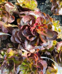 חסה סאלנובה תיקתק