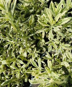 לוונדר מנוצה מגוון ע.12