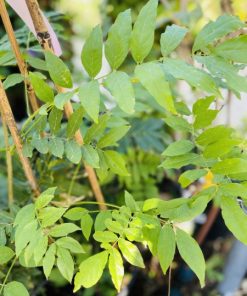 ויסטריה סינית