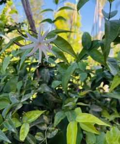 יסמין (Jasminum subtriplinerve)