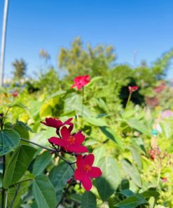 יטרופה אדומה