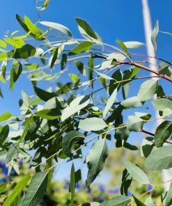 אקליפטוס ע.24