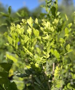 מוריה מכבדית