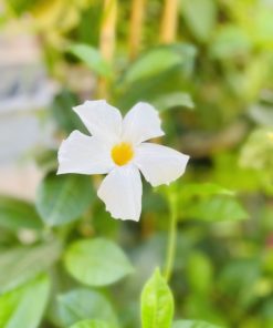 דיפלדניה 7 ליטר