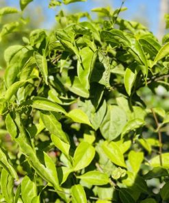 אורנית לוהבת