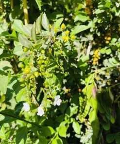 דורנטה גיישה לבנה