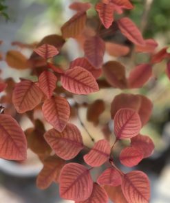 חלבלוב דמוי קוטינוס