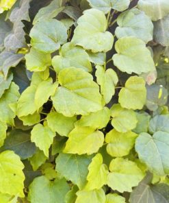 גפנית משולשת