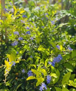 דורנטה מצויה