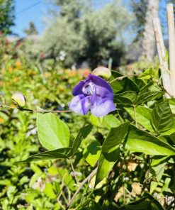 שעועית החילזון