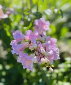 פודרונאה (פודרית) ורודה